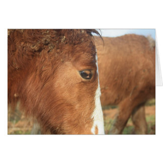 Cartão Dartmoor Ponies