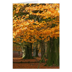 Cartão das árvores de faia de Autum