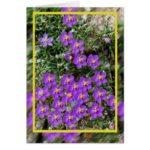 Cartão das flores selvagens