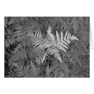Cartão das samambaias