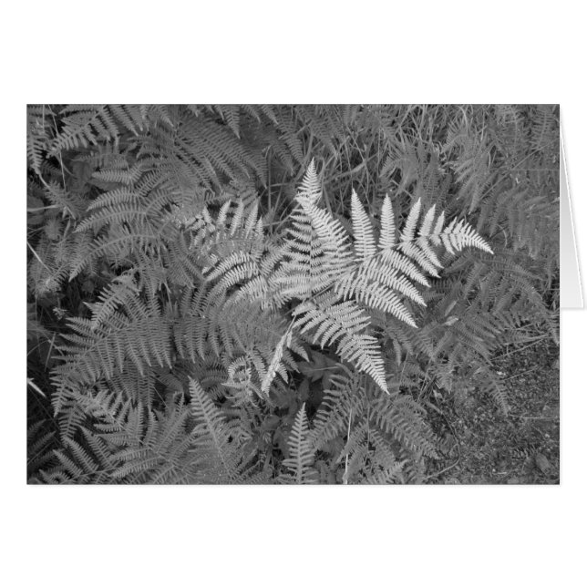 Cartão das samambaias (Frente Horizontal)