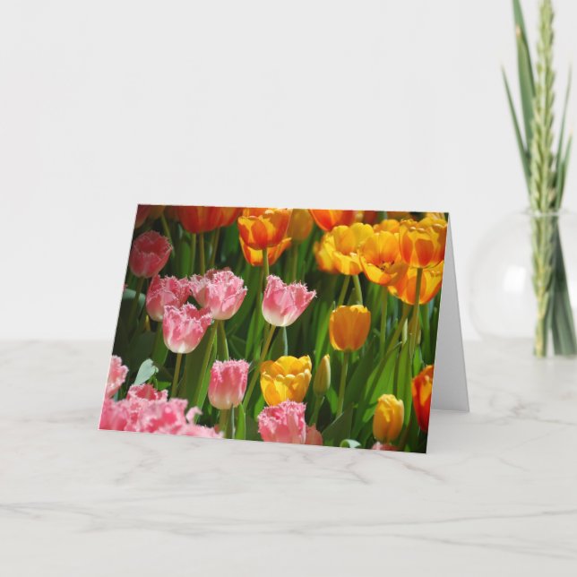 Cartão das tulipas do primavera (Frente)