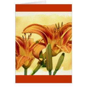 Cartão Daylílias - Hemerocallis