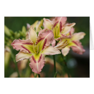 Cartão Daylily "Borboleta Rosa Pesada