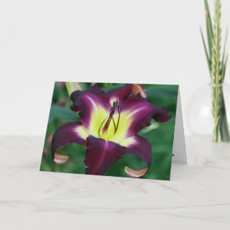 Cartão Daylily 'Falcão Negro Ritual'