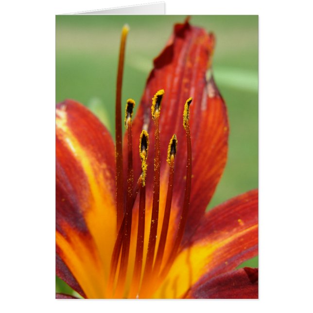 Cartão Daylily Macro Foto (Frente)