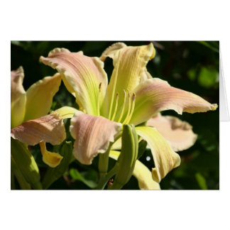 Cartão Daylily 'Olho do Sapo'