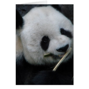 Cartão de Abertura do Panda Fofo