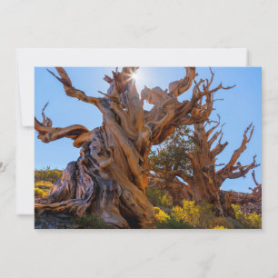 Cartão De Agradecimento A Árvore Sentinel