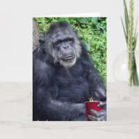 Aniversário Chimpanzé com Copa Vermelha