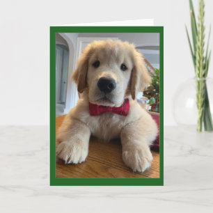 Cartão De Agradecimento Archie Christmas Bowtie