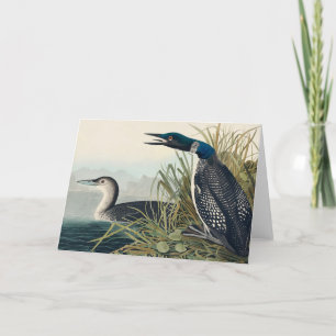 Cartão De Agradecimento Audubon Bird Loon Diver Classic
