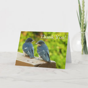 Cartão De Agradecimento Baby Barn Swallow Natureza Obrigado