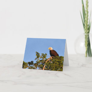 Cartão De Agradecimento Bald Eagle #1 - Blank Note Card