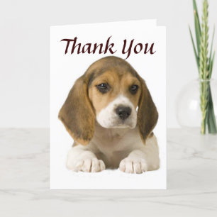 Cartão De Agradecimento Beagle Thank You Card