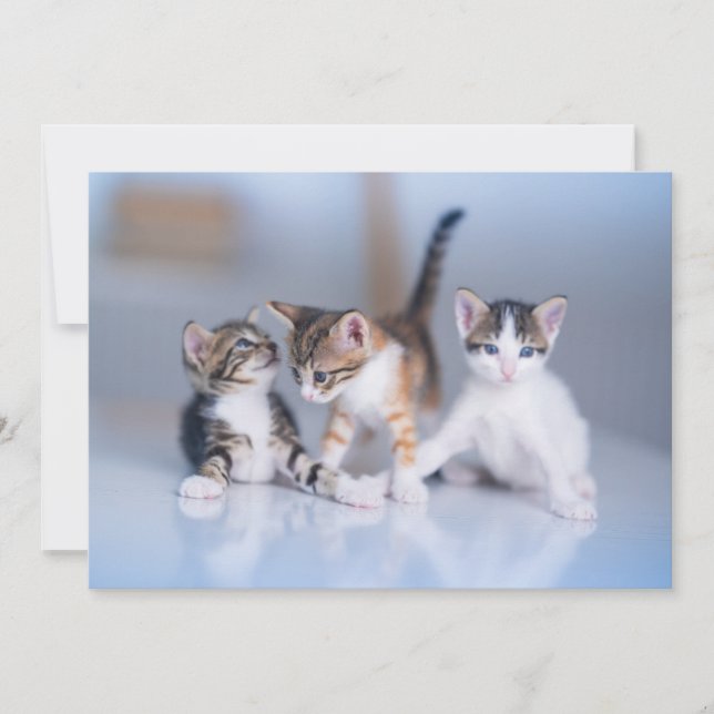 Cartão De Agradecimento Bebês Mais Pobres | 3 Gatinhos Tabby (Frente)