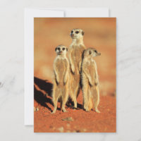 Bebês Mais Pobres | 3 Meerkats