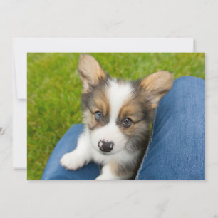 Cartão De Agradecimento Bebês Mais Pobres Baby Corgi no meu colo