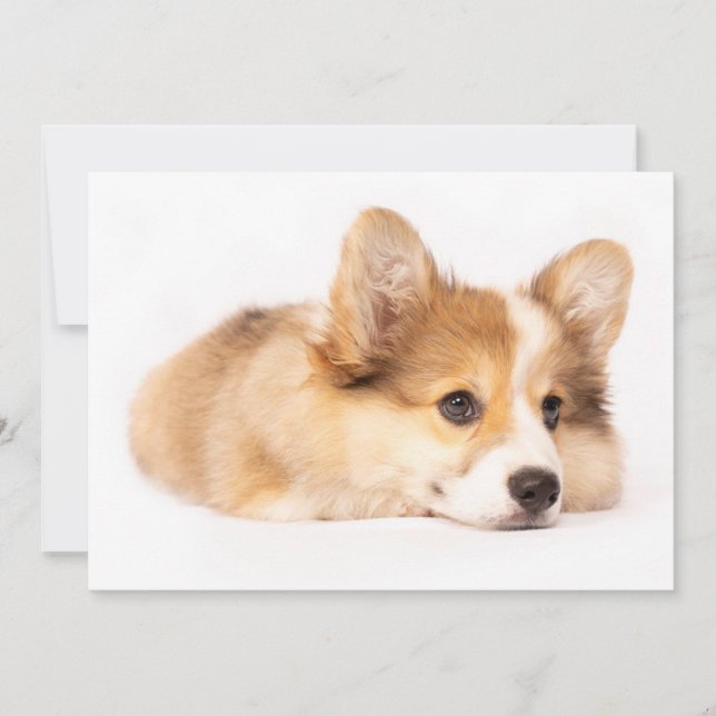Cartão De Agradecimento Bebês Mais Pobres | Baby Corgi Puppy Portraje (Frente)
