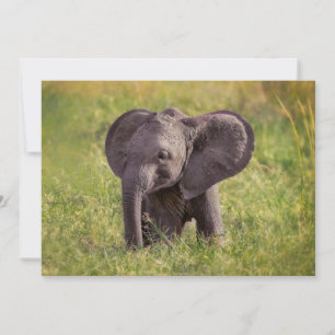 Cartão De Agradecimento Bebês Mais Pobres   Baby Elephant Kenya Africa