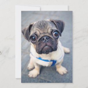 Cartão De Agradecimento Bebês Mais Pobres Baby Pug