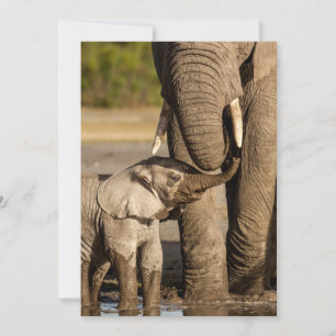 Cartão De Agradecimento Bebês Mais Pobres   Bebê Elefante e mamã