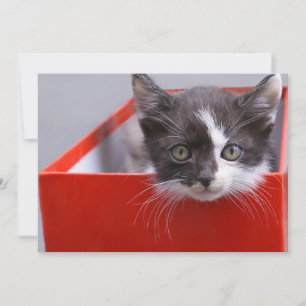 Cartão De Agradecimento Bebês Mais Pobres   Black & White Kitten