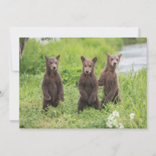 Cartão De Agradecimento Bebês Mais Pobres Camchatka Brown Bear Cubs