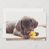 Bebês Mais Pobres | Chocolate Labrador Puppy