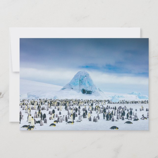 Cartão De Agradecimento Bebês Mais Pobres | Colônia de Imperador Penguin (Frente)
