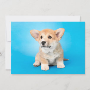 Cartão De Agradecimento Bebês Mais Pobres   Corgi Puppy a azul