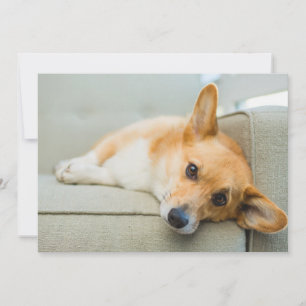 Cartão De Agradecimento Bebês Mais Pobres   Corgi Puppy no sofá