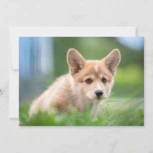 Cartão De Agradecimento Bebês Mais Pobres   Corgi Puppy no Yard