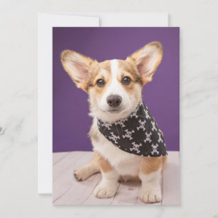 Cartão De Agradecimento Bebês Mais Pobres   Corgi Puppy Skull Bandana