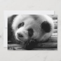 Bebês Mais Pobres | Cubo-Urso-Panda Gigante