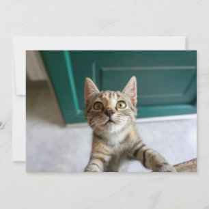 Cartão De Agradecimento Bebês Mais Pobres Cute Tabby Kitten