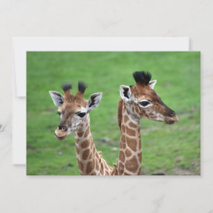 Cartão De Agradecimento Bebês Mais Pobres   Duas Girafas Bebidas