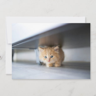 Cartão De Agradecimento Bebês Mais Pobres Fluffy Orange Kitten