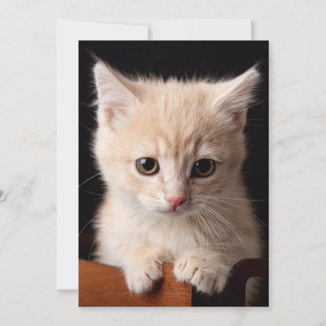 Cartão De Agradecimento Bebês Mais Pobres | Ginger Kitten (Frente)