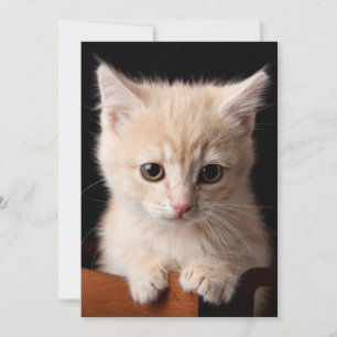 Cartão De Agradecimento Bebês Mais Pobres   Ginger Kitten