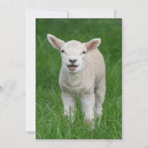Cartão De Agradecimento Bebês Mais Pobres   Lil Lamb