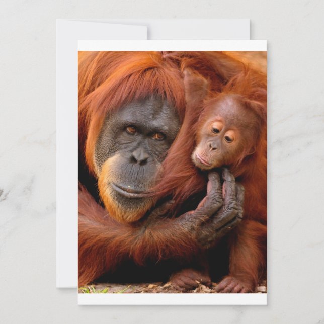 Cartão De Agradecimento Bebês Mais Pobres | Orangutan Mãe e Bebê (Frente)