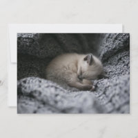 Bebês Mais Pobres | Pequeno Gato Dormindo