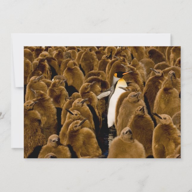 Cartão De Agradecimento Bebês Mais Pobres | Pinguim Entre Jovens (Frente)