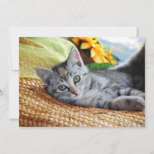 Cartão De Agradecimento Bebês Mais Pobres Salto de Kitten