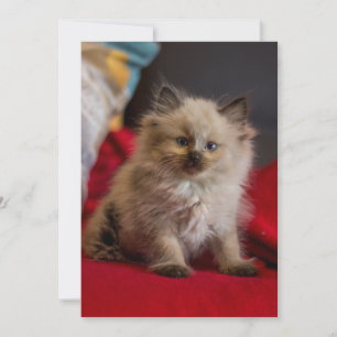 Cartão De Agradecimento Bebês Mais Pobres Siamese Kitten