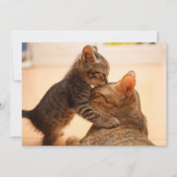 Bebês Mais Pobres | Tabby Kitten Kiss