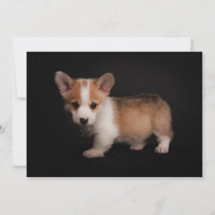 Cartão De Agradecimento Bebês Mais Pobres Tiny Corgi