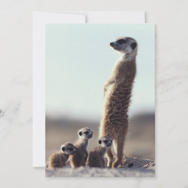 Cartão De Agradecimento Bebês Mais Pobres | Uma família de Meerkats (Frente)