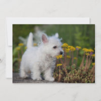 Bebês Mais Pobres | West Highland White Terrier